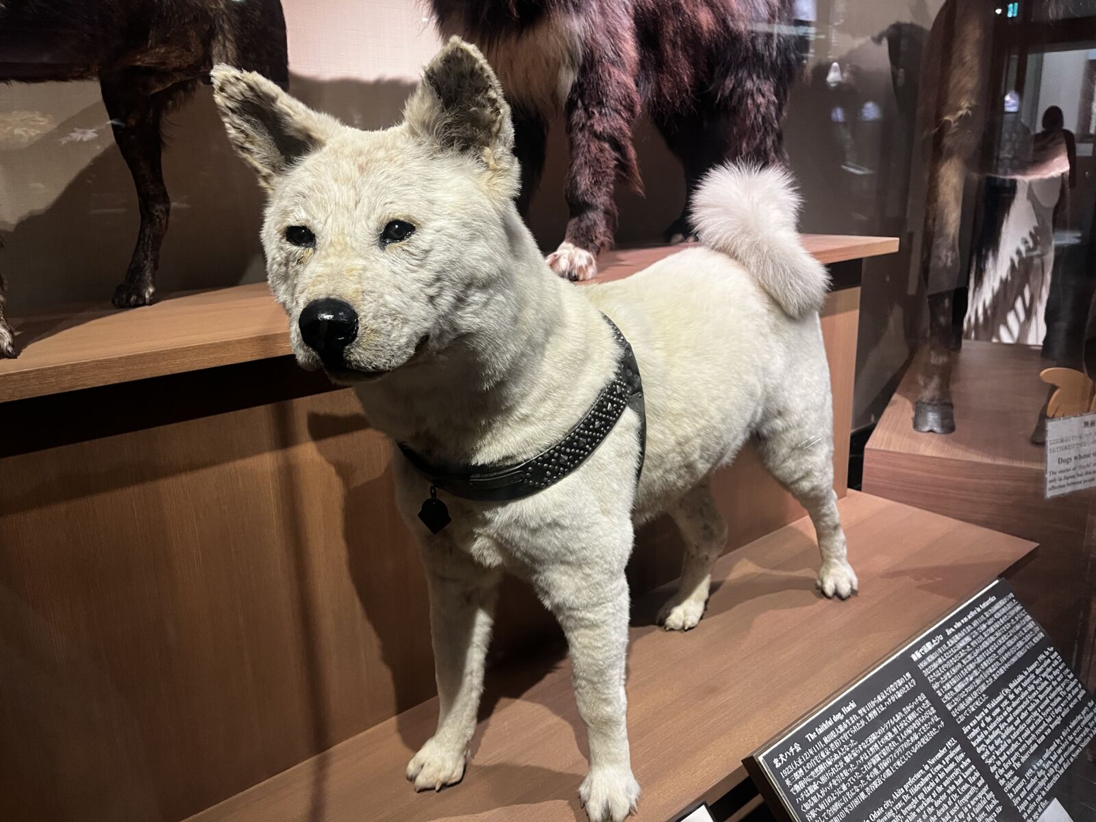 Ueno-museum-hachiko