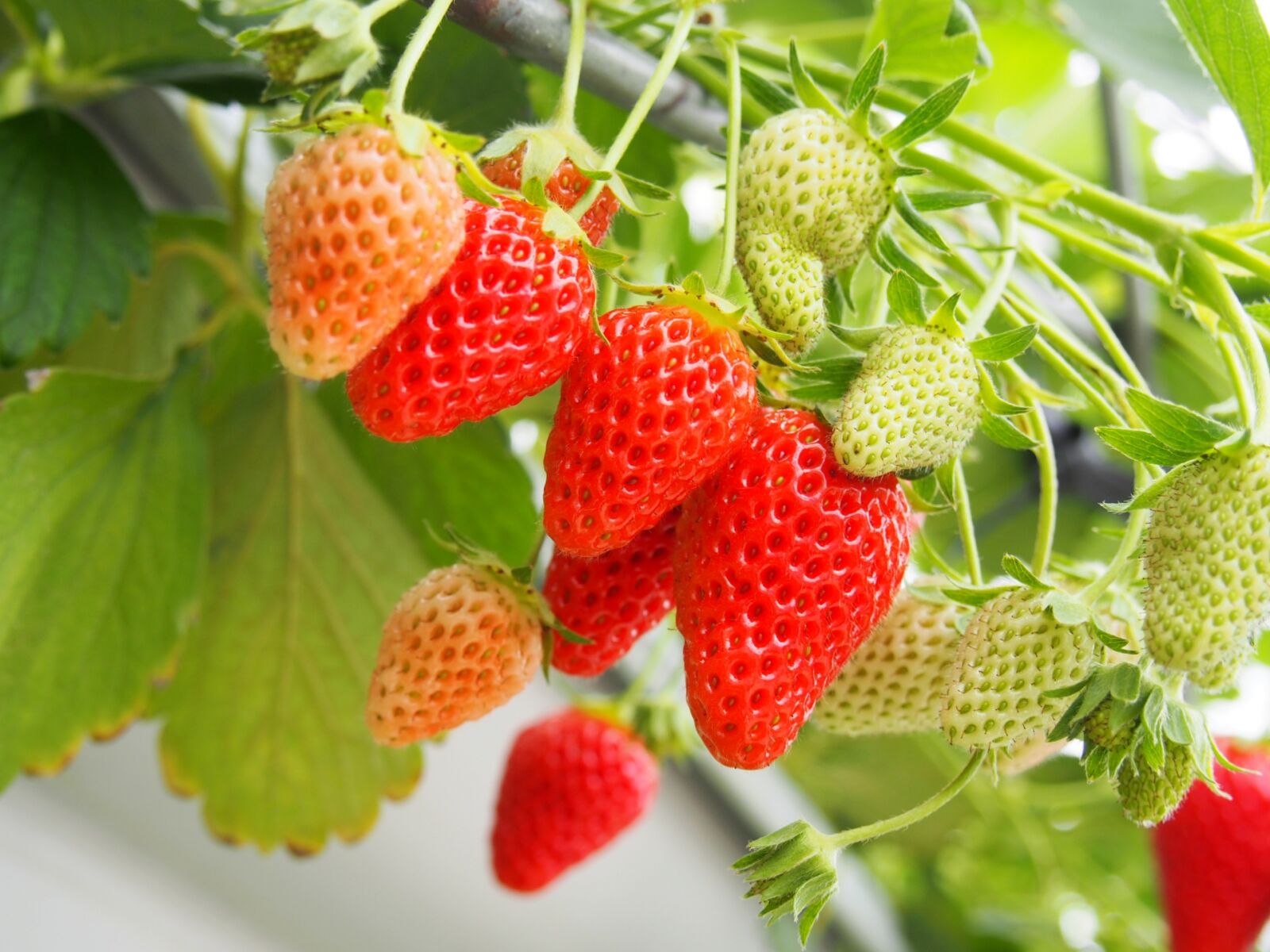 fruit-picking