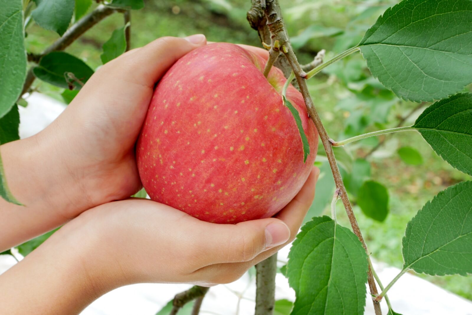 apple-picking