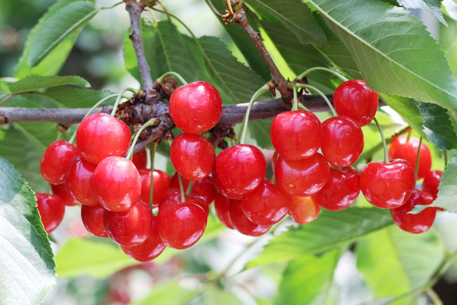 cherry-picking