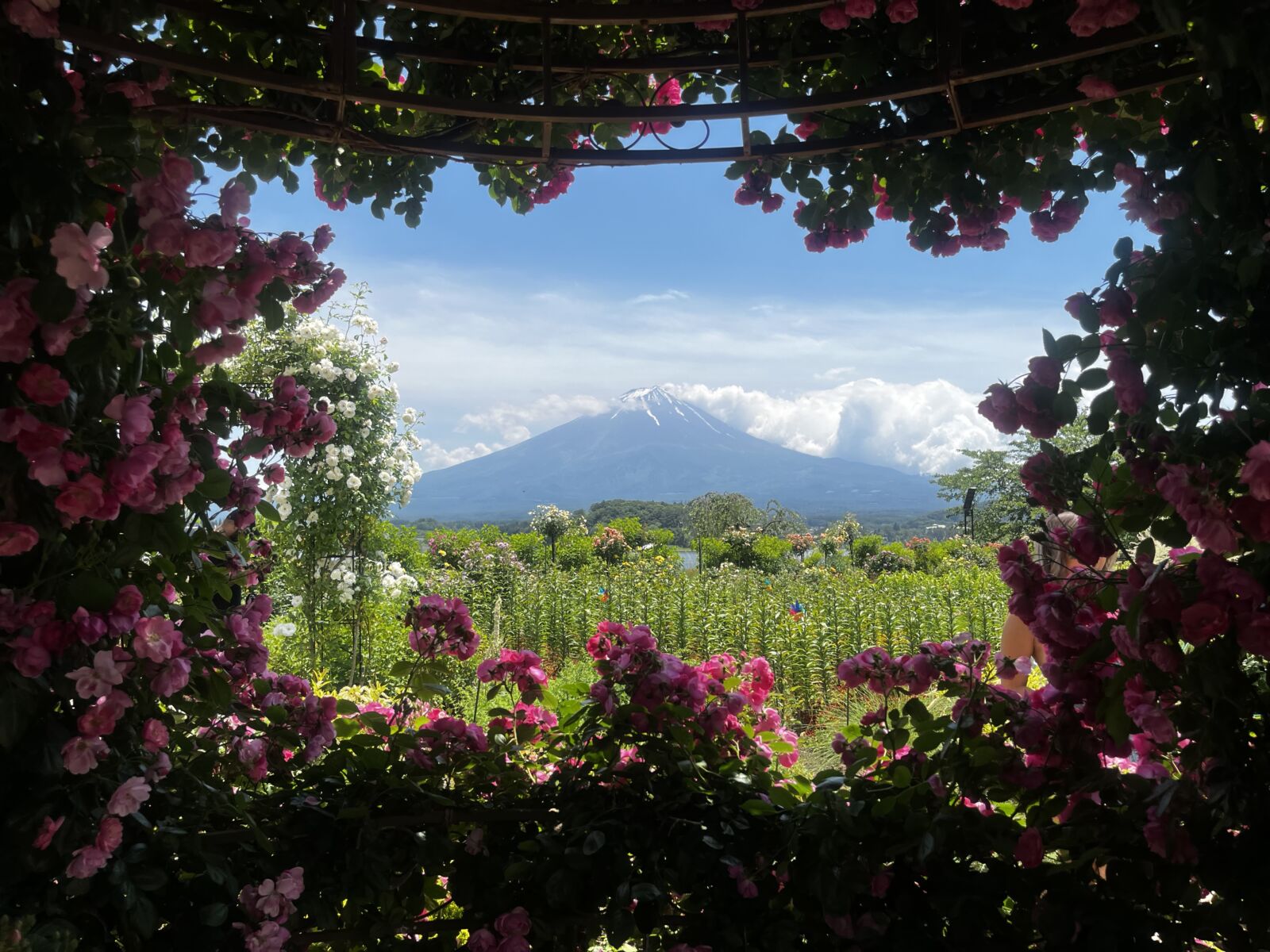 Fuji Kawaguchiko