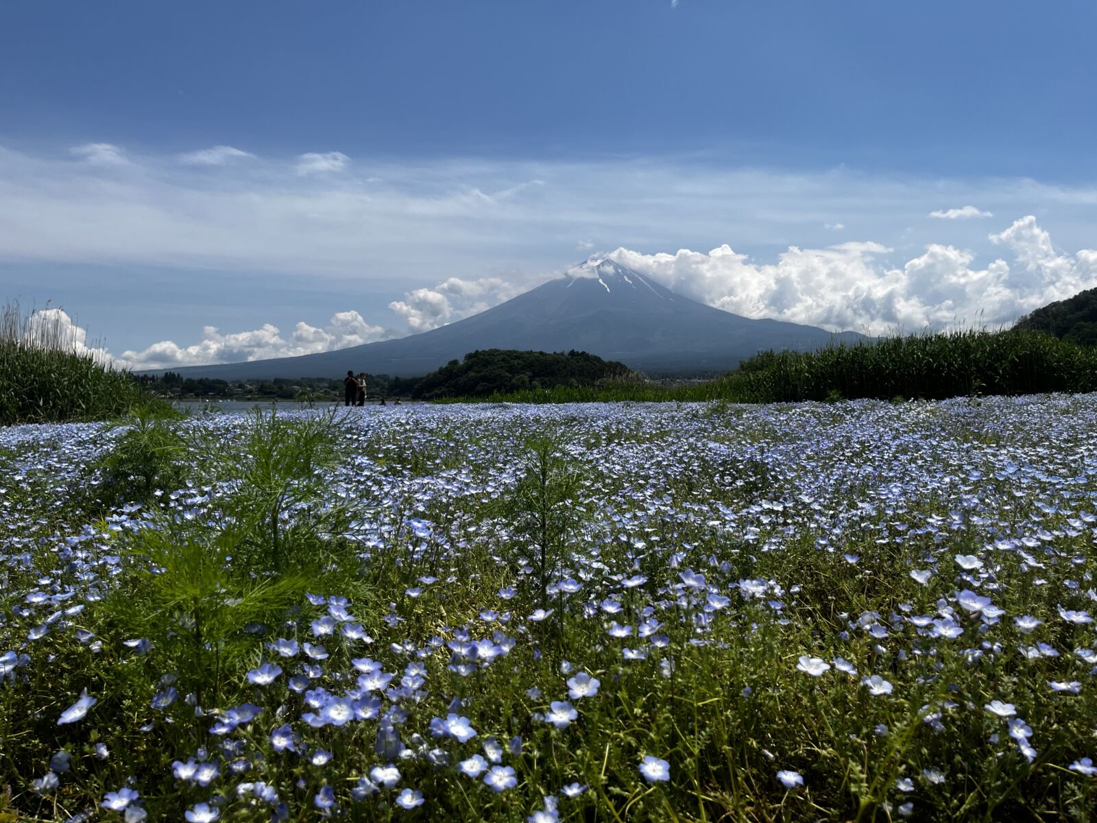 Fuji Kawaguchiko