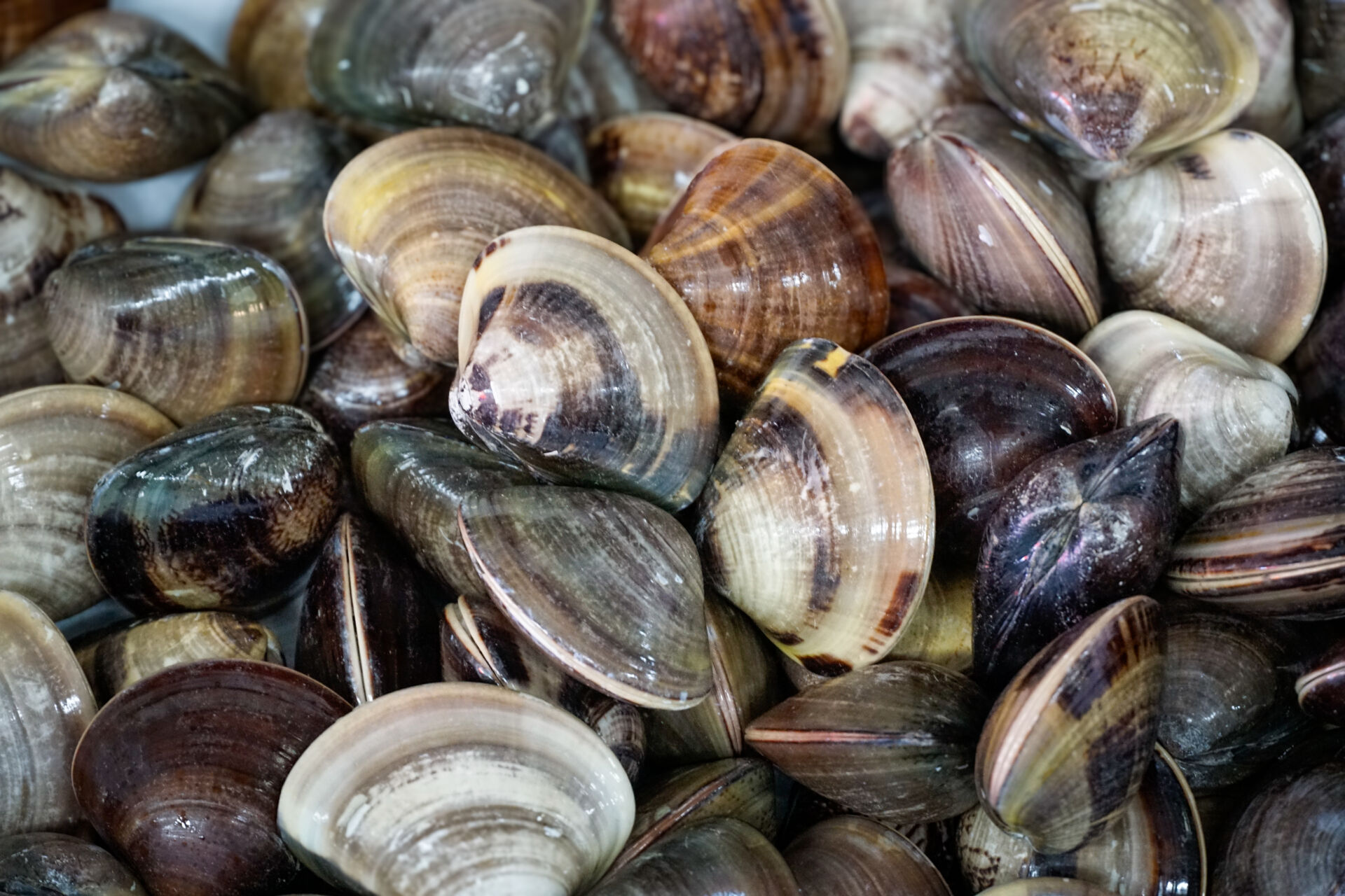 seafood for sale at the fish market