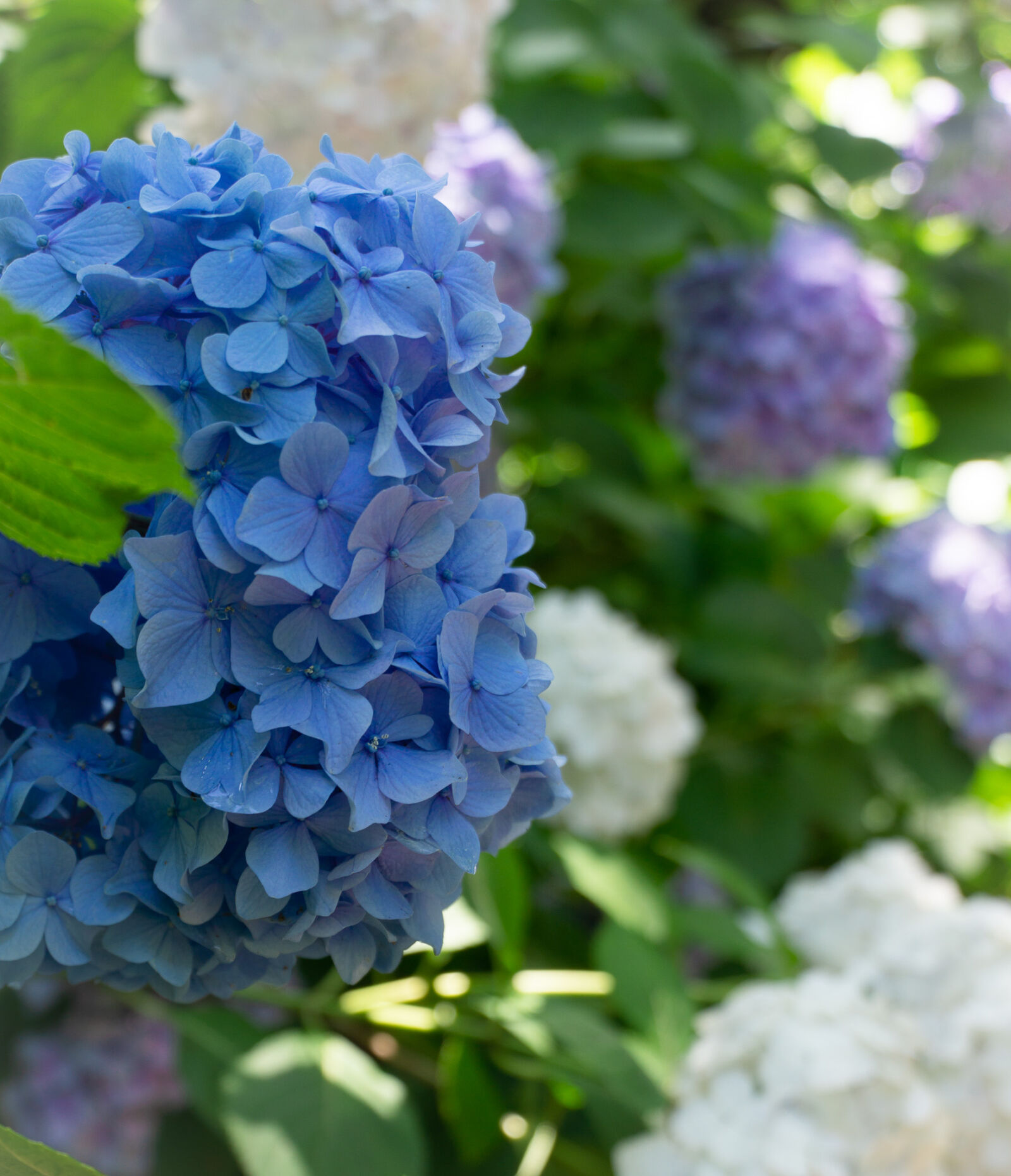 summer flowers at Tokugawa-en