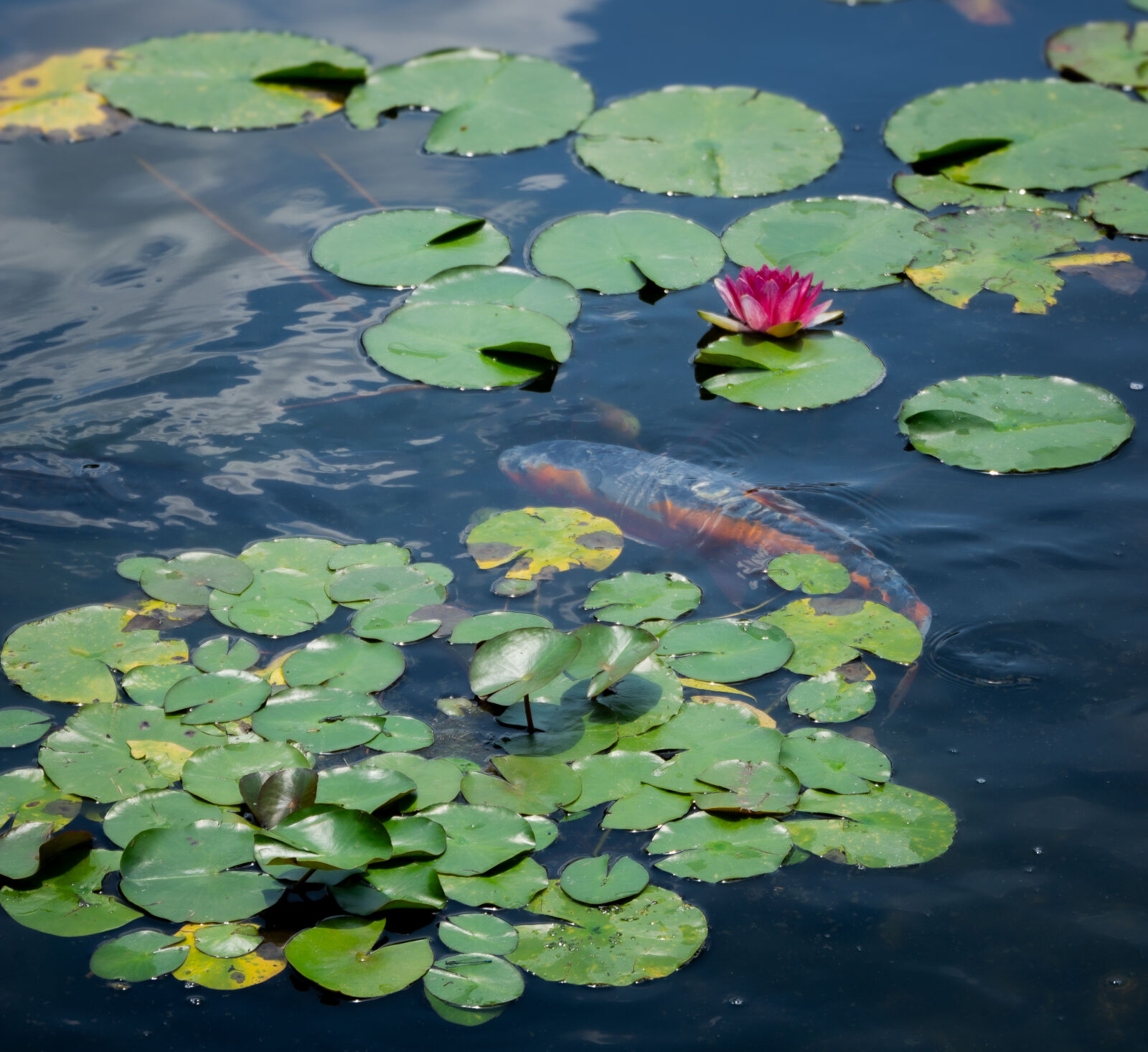 a koi fish swimming at Tokugawa-en