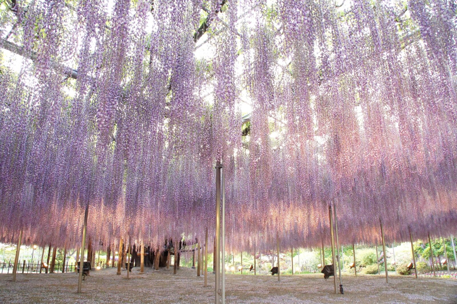 ashikaga-flowerpark-wisteria