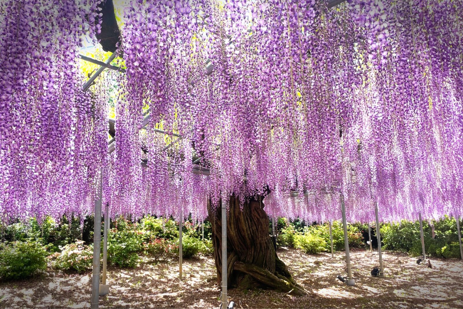 ashikaga-flowerpark-wisteria