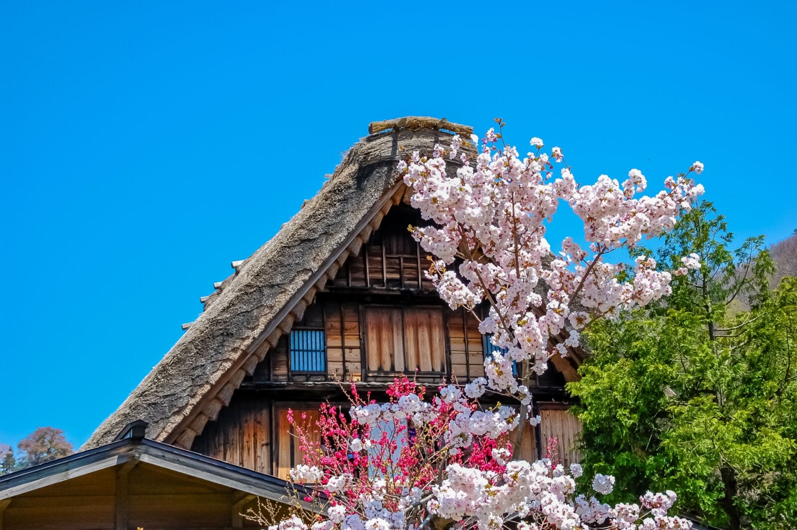 shirakawago_sakura