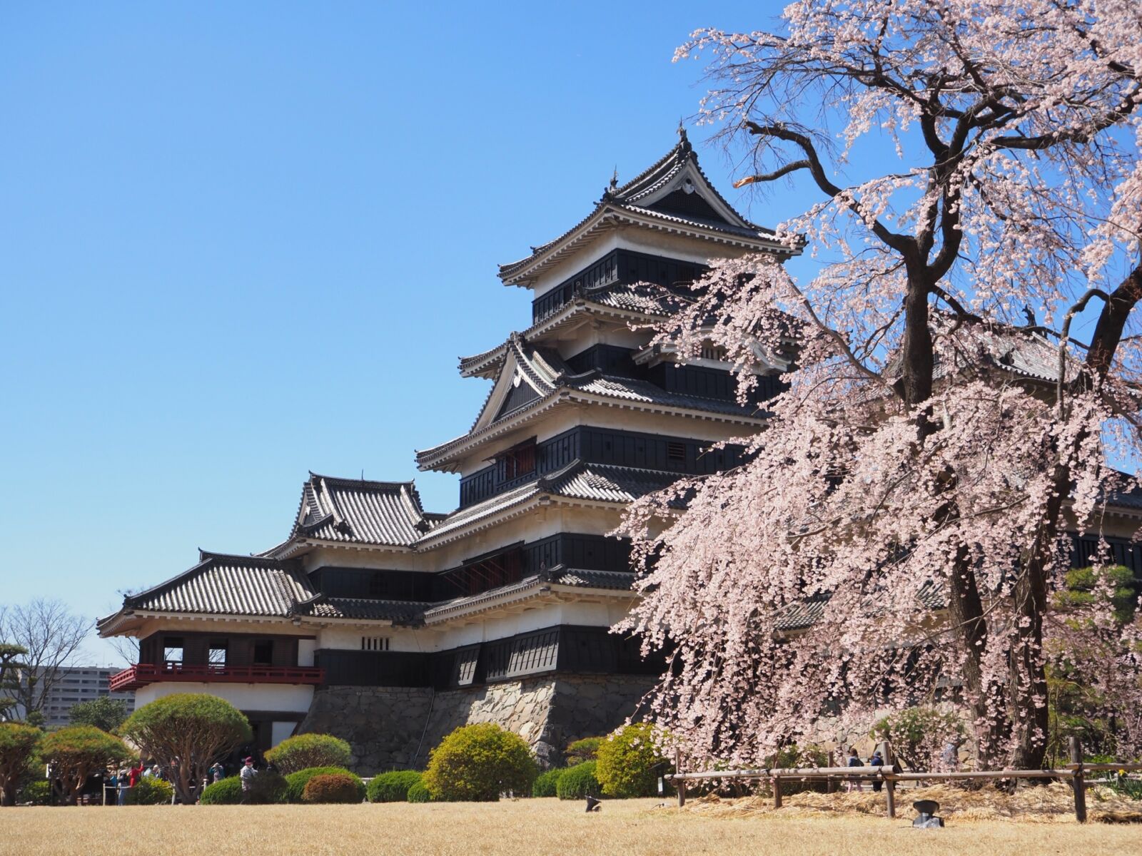 matsumoto_sakura