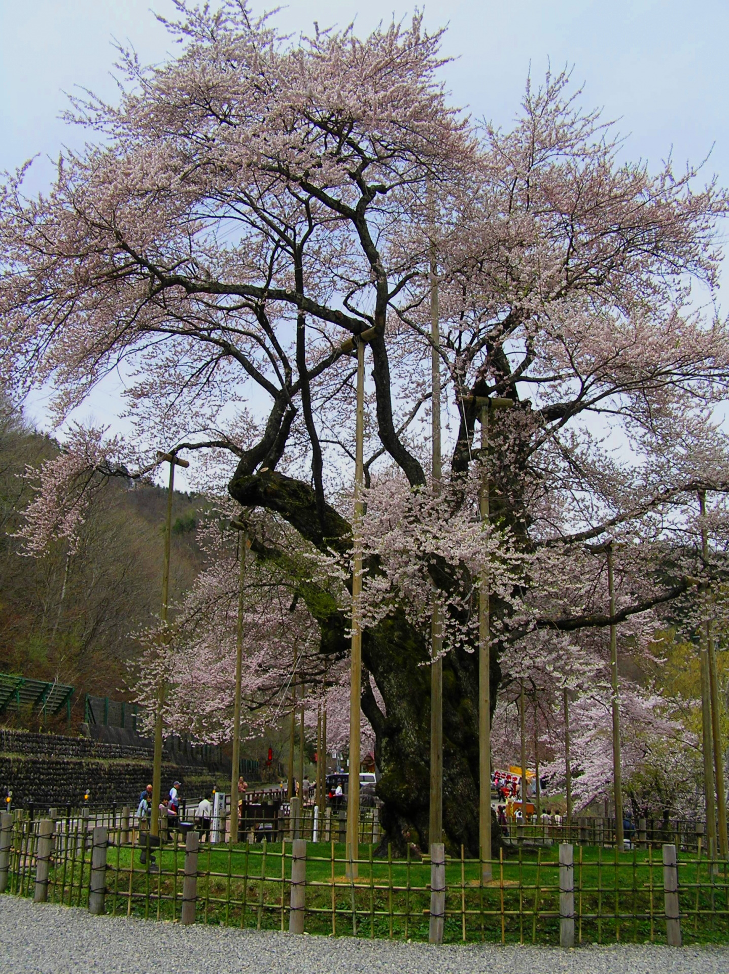 Sakura