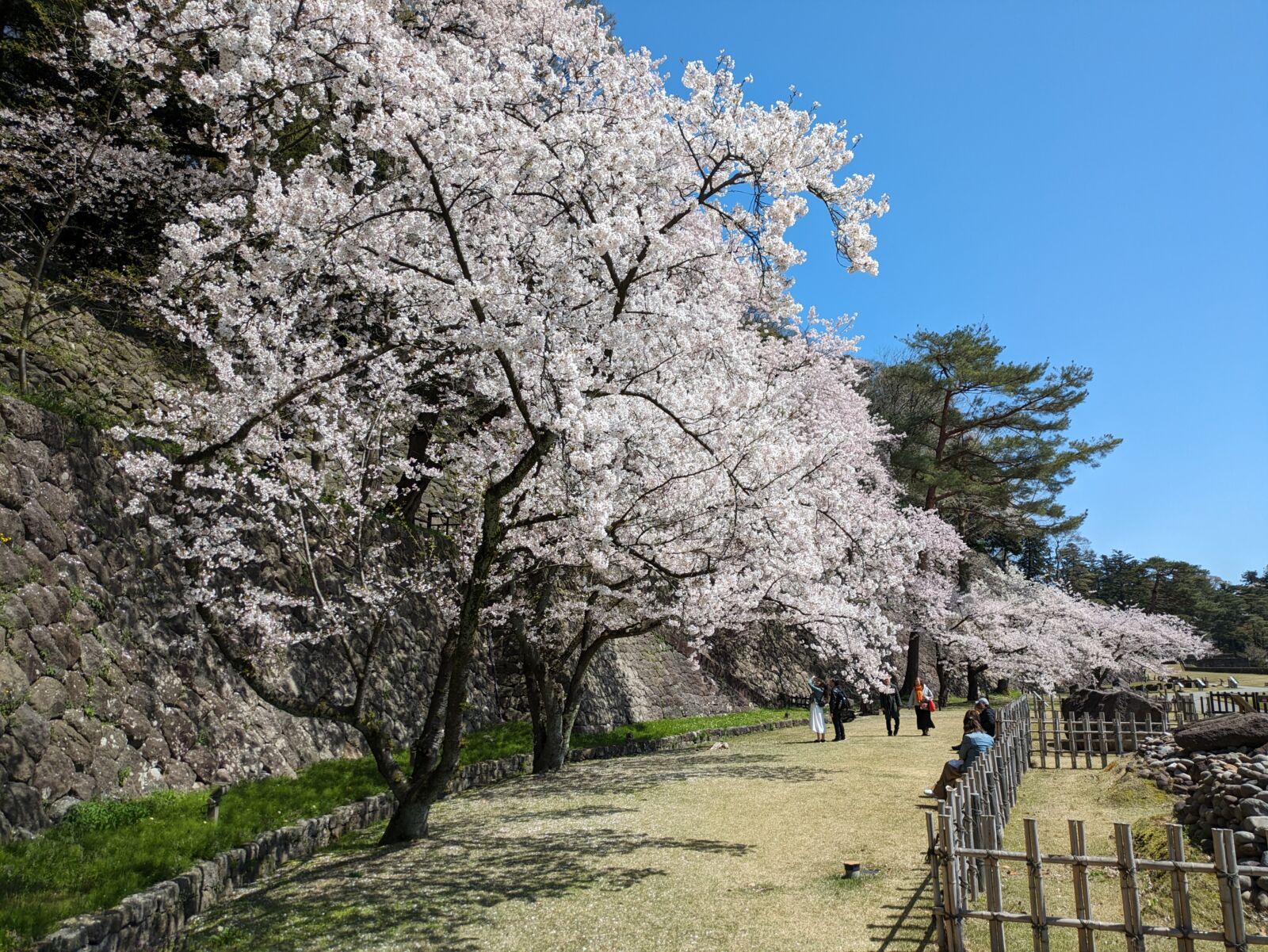 kanazawa-castle-cherry-blossoms