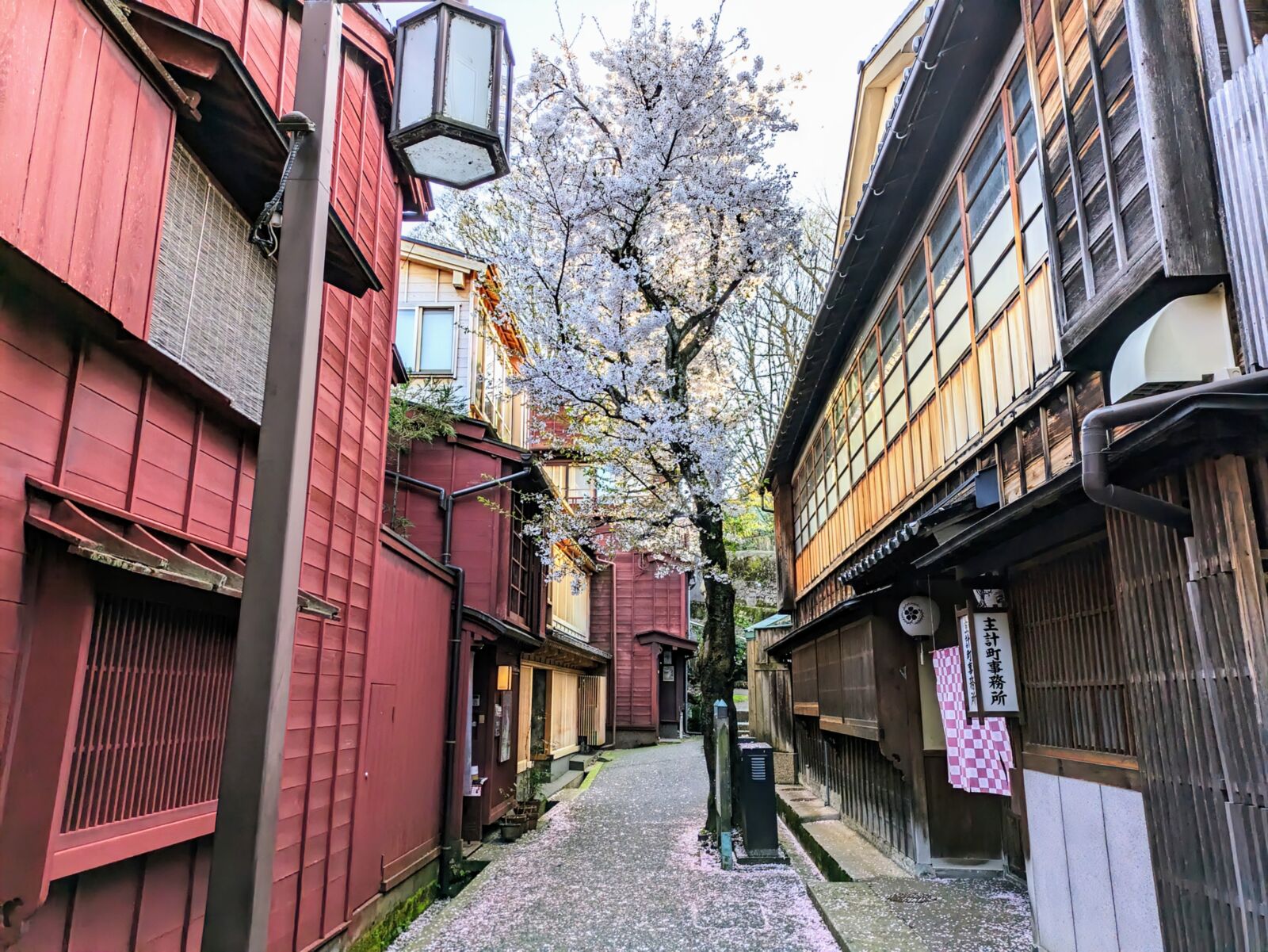 kanazawa-kazuemachi-cherry-blossom