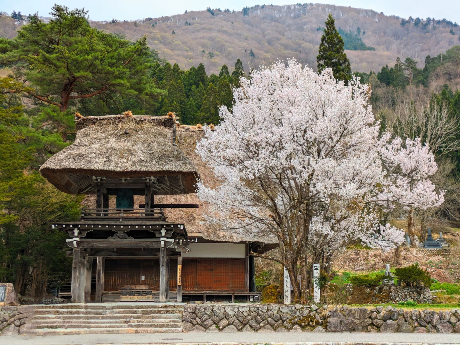 shirakawago-cherry-blossoms