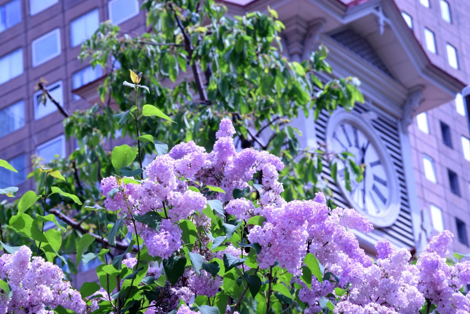 sapporo-clock-tower