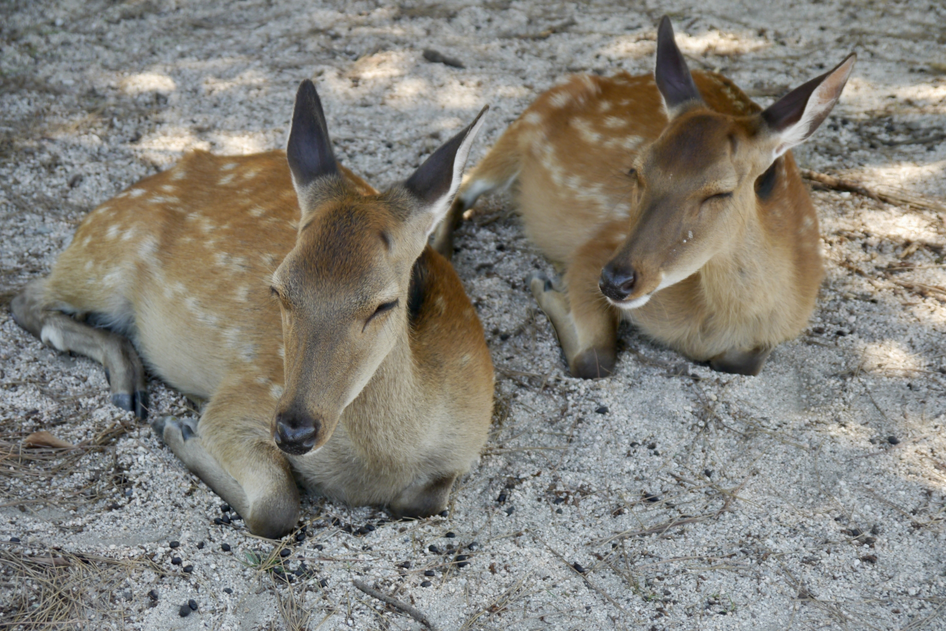 MIYAJIMA - DEER