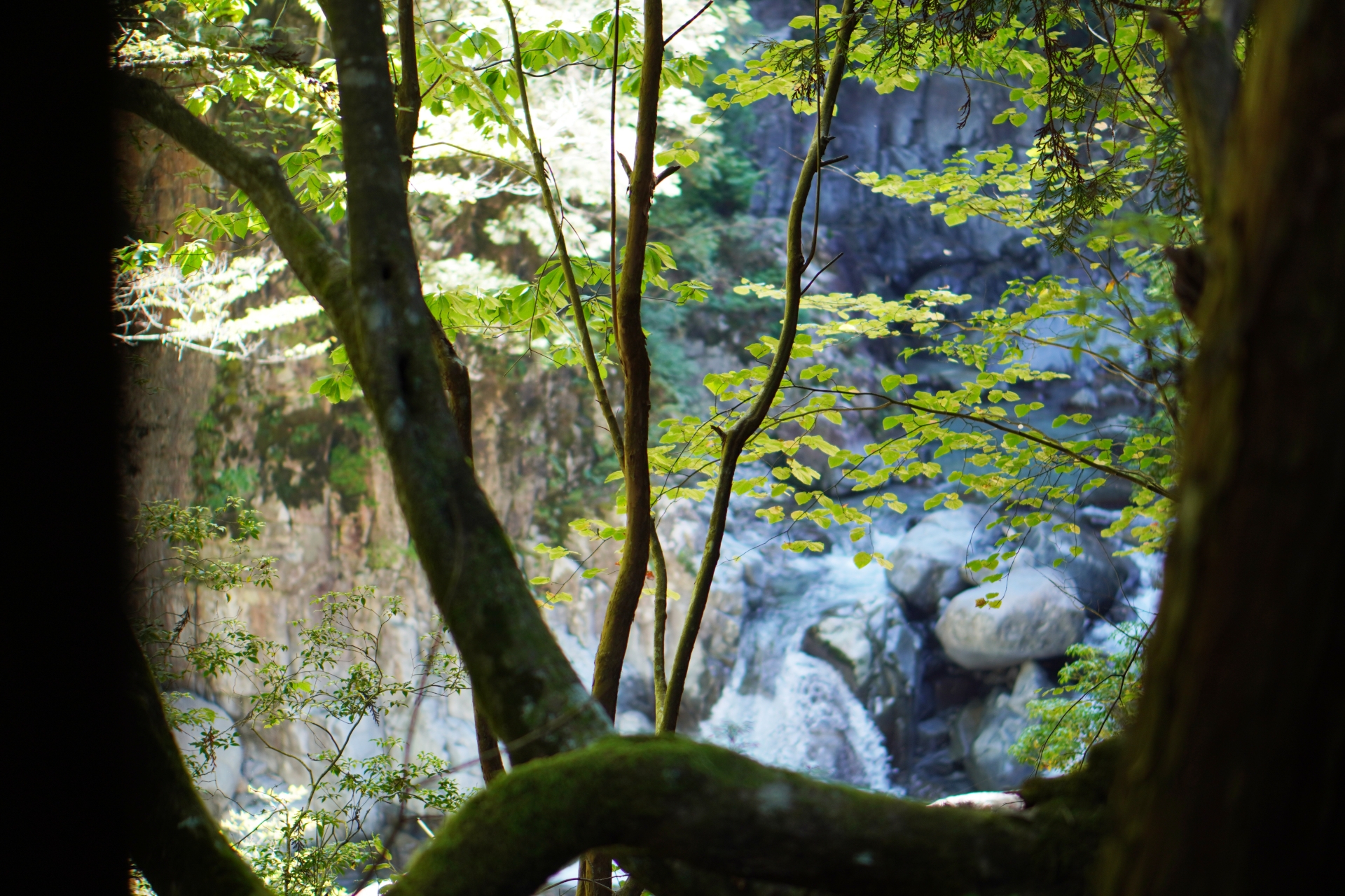 Nagoya-Tsukechi-gorge-trees-ACPhotos